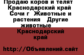 Продаю коров и телят - Краснодарский край, Сочи г. Животные и растения » Другие животные   . Краснодарский край